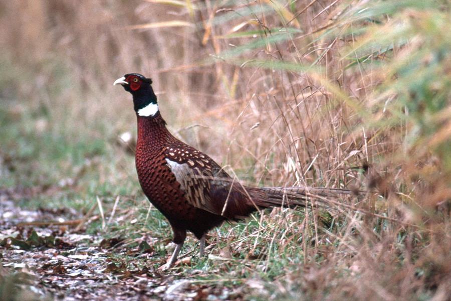 Via stoofpotjes wild serveren in uw grootkeuken