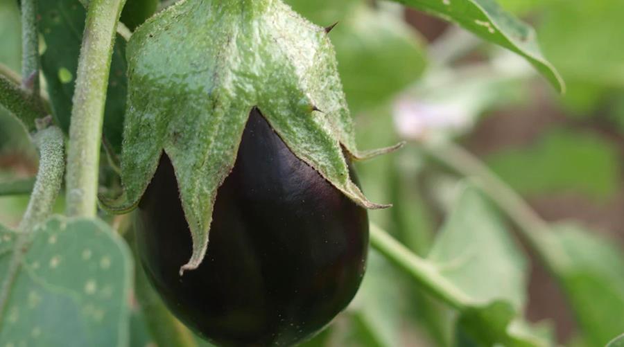 Kleur in uw schap met aubergine